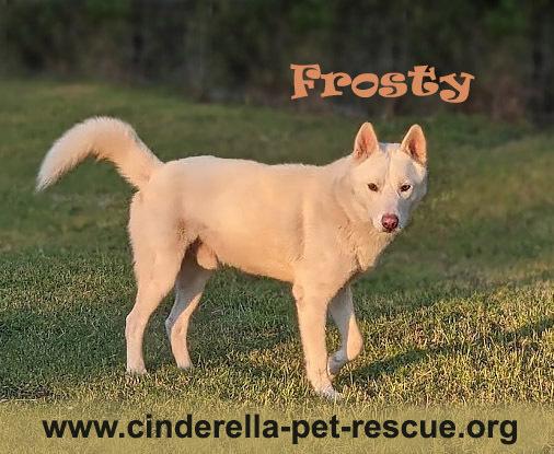 Enlarge Frosty, a Adoptable mixed breed in Mission, TX image 2/4