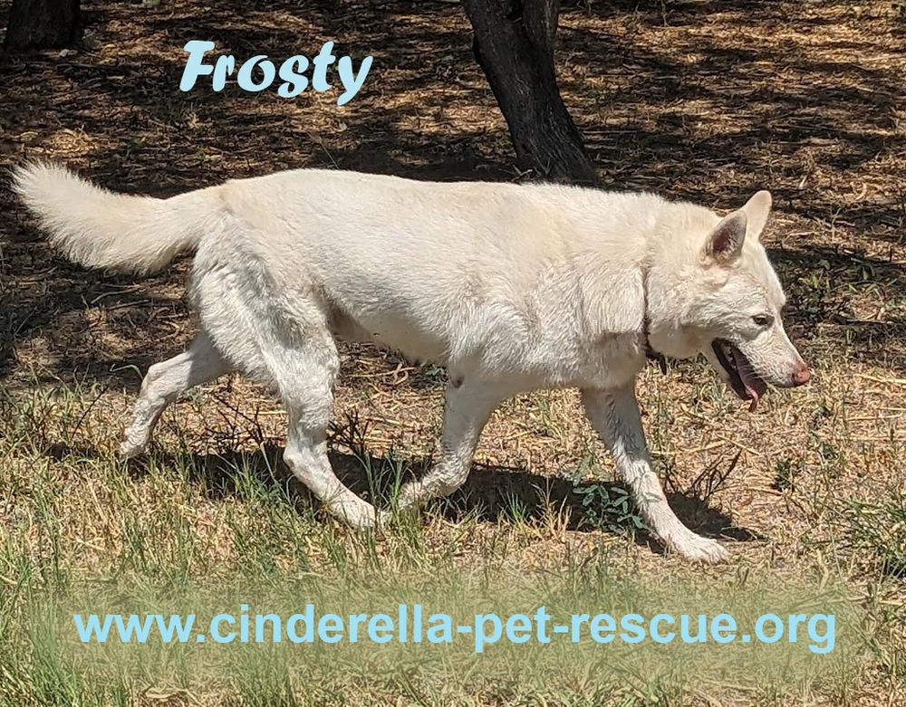 Enlarge Frosty, a Adoptable mixed breed in Mission, TX image 4/4