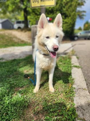 Enlarge Ice, a Adopted Mixed Breed in Erie, PA image 2/2