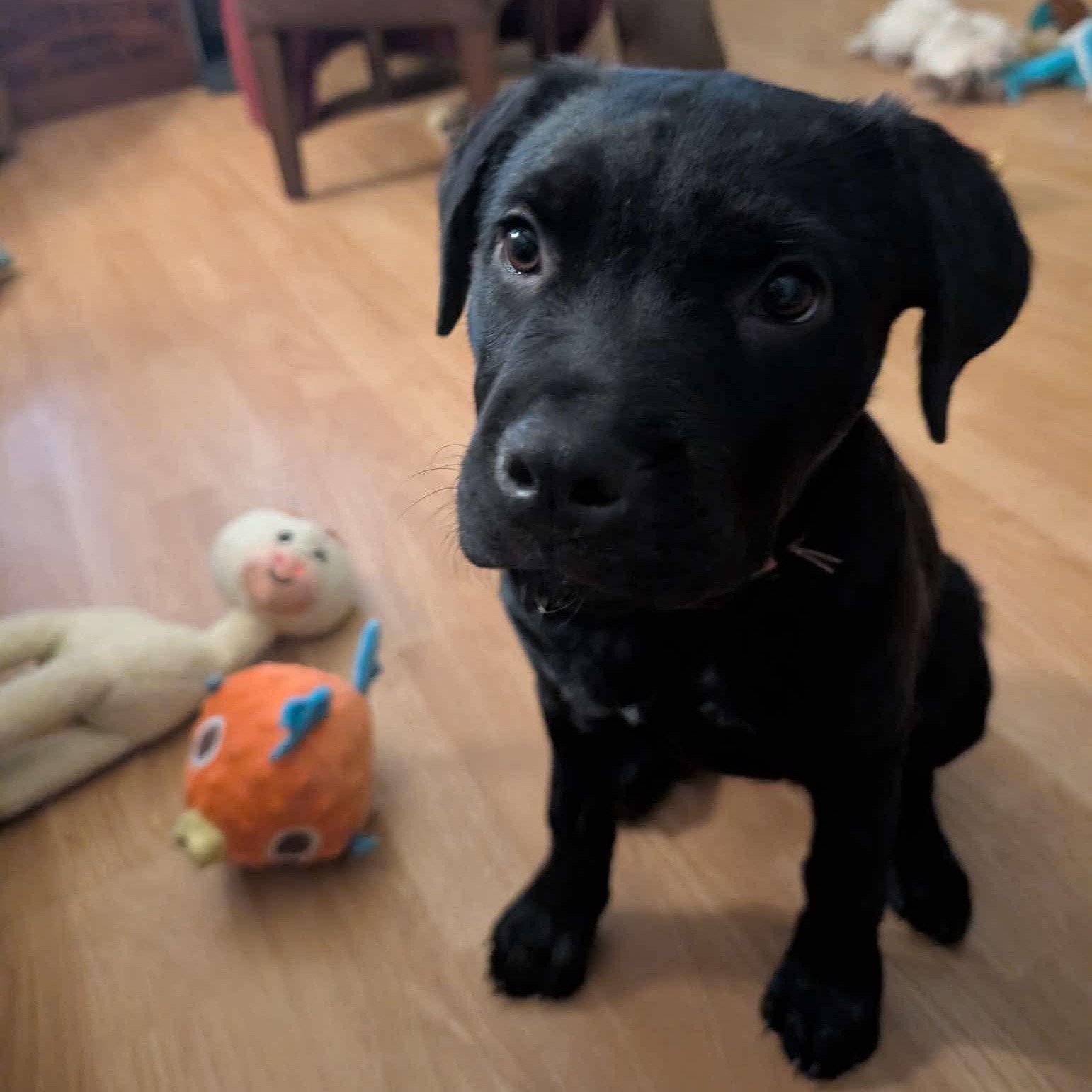 Lilly, Adopted, Puppy Female Labrador Retriever.