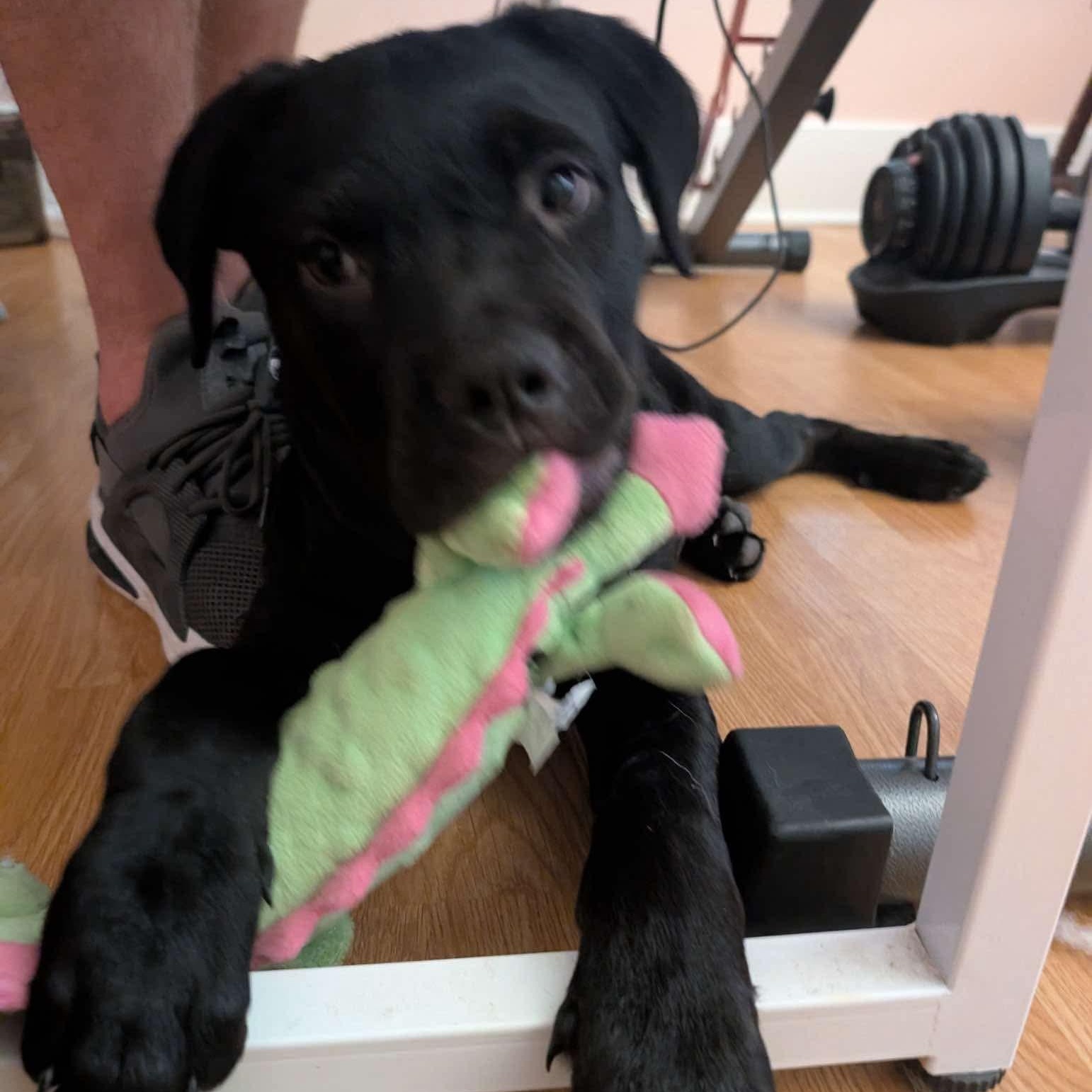 Enlarge Lilly, a Adopted mixed breed in Barkhamsted, CT image 3/5