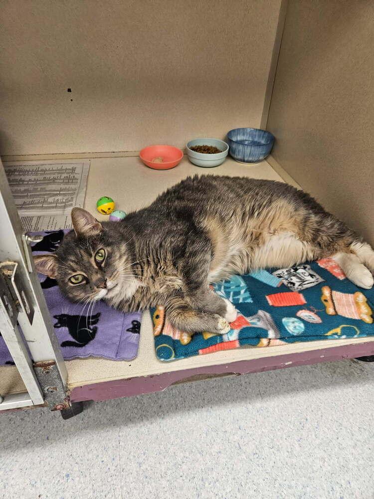 Morten, ADOPTABLE, Senior Male Domestic Short Hair.