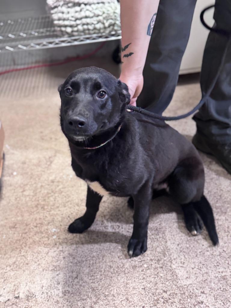 Eve (Green Candy Collar), Adoptable, Puppy Female Shepherd.