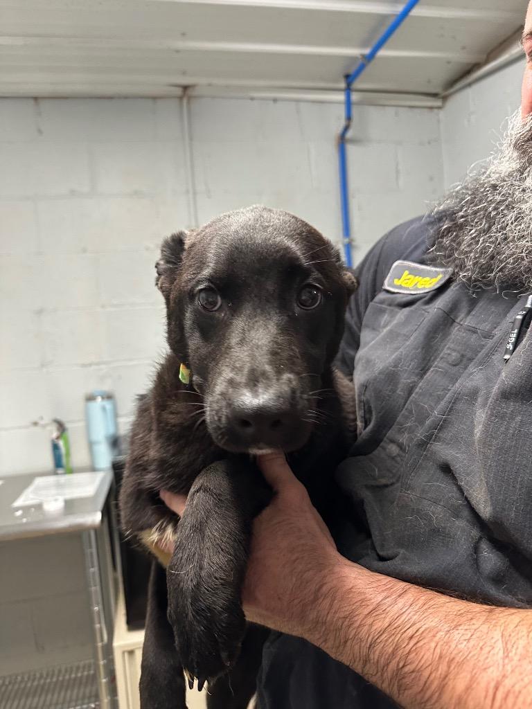 Enlarge Eve (Green Candy Collar), a Adoptable Shepherd in Russellville, KY image 3/6