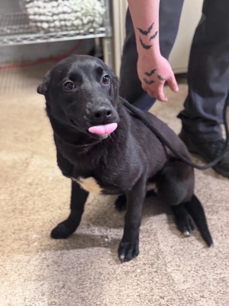 Enlarge Eve (Green Candy Collar), a Adoptable Shepherd in Russellville, KY image 4/6