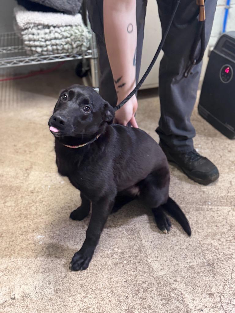 Enlarge Eve (Green Candy Collar), a Adoptable Shepherd in Russellville, KY image 5/6
