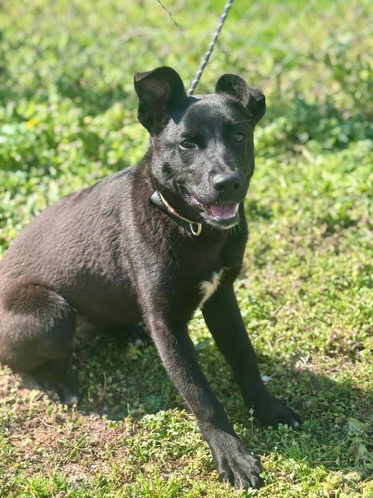 Enlarge Eve (Green Candy Collar), a Adoptable Shepherd in Russellville, KY image 6/6