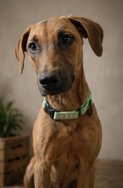 Spirit, Adoptable, Puppy Female Doberman Pinscher & Mixed Breed.