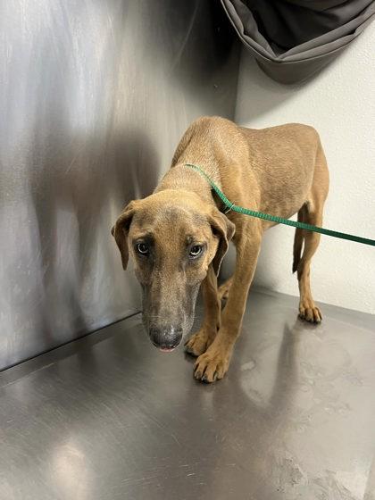 Spirit, a Adoptable mixed breed in Fresno, CA image 2/2