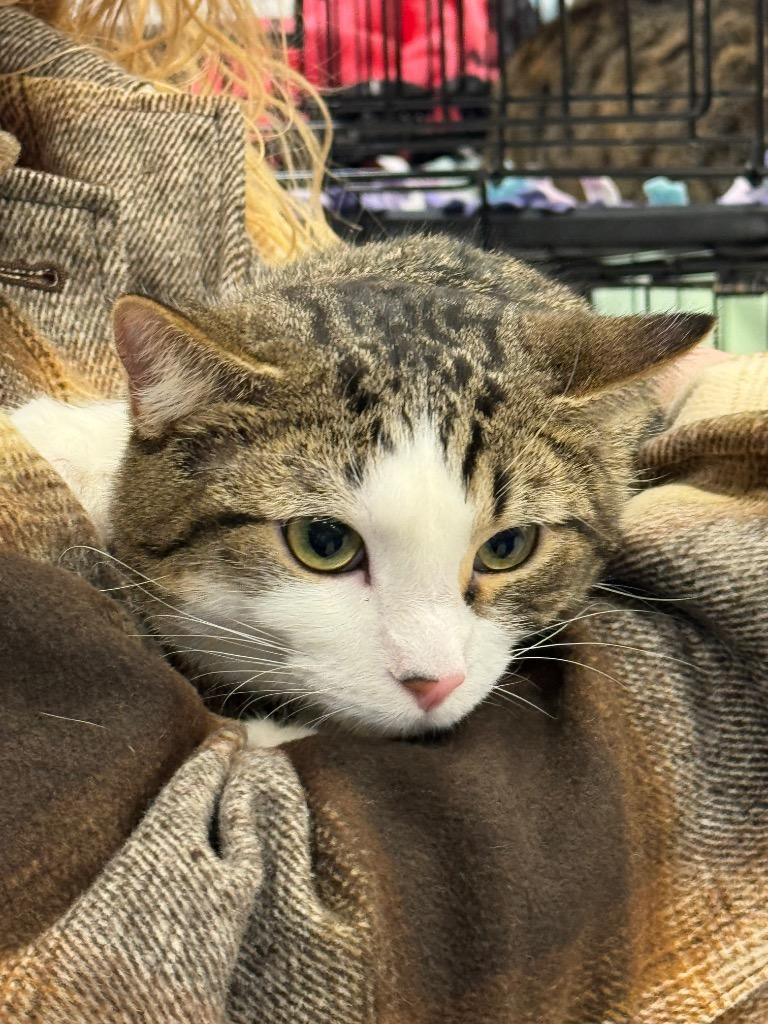 Riley bonded with Scarlet, Adoptable, Adult Male Domestic Short Hair.