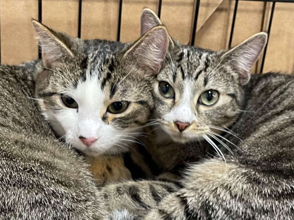Enlarge Riley bonded with Scarlet, a Adoptable mixed breed in Ballwin, MO image 3/6