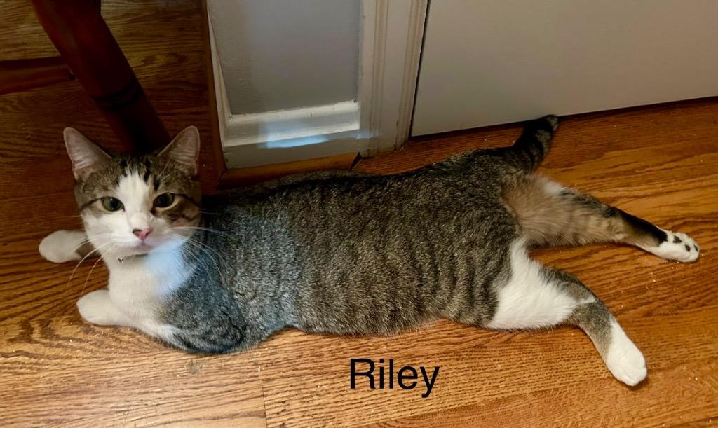 Enlarge Riley bonded with Scarlet, a Adoptable mixed breed in Ballwin, MO image 4/6