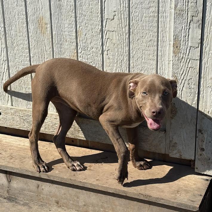 Enlarge Loretta Smallflavor, a Adoptable mixed breed in North Charleston, SC image 2/6
