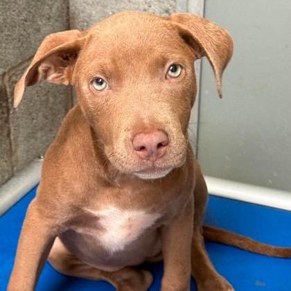 Enlarge Loretta Smallflavor, a Adoptable mixed breed in North Charleston, SC image 3/6