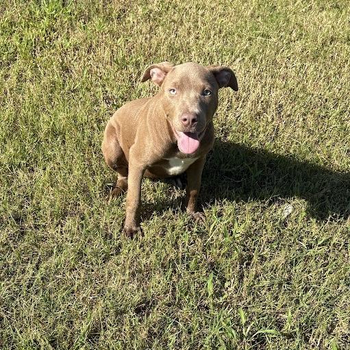 Enlarge Loretta Smallflavor, a Adoptable mixed breed in North Charleston, SC image 5/6