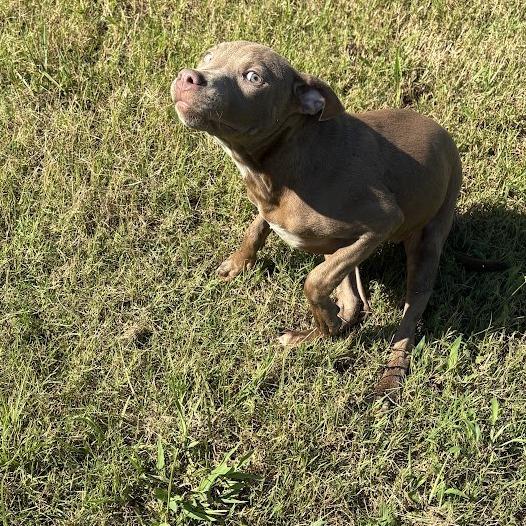 Enlarge Loretta Smallflavor, a Adoptable mixed breed in North Charleston, SC image 6/6