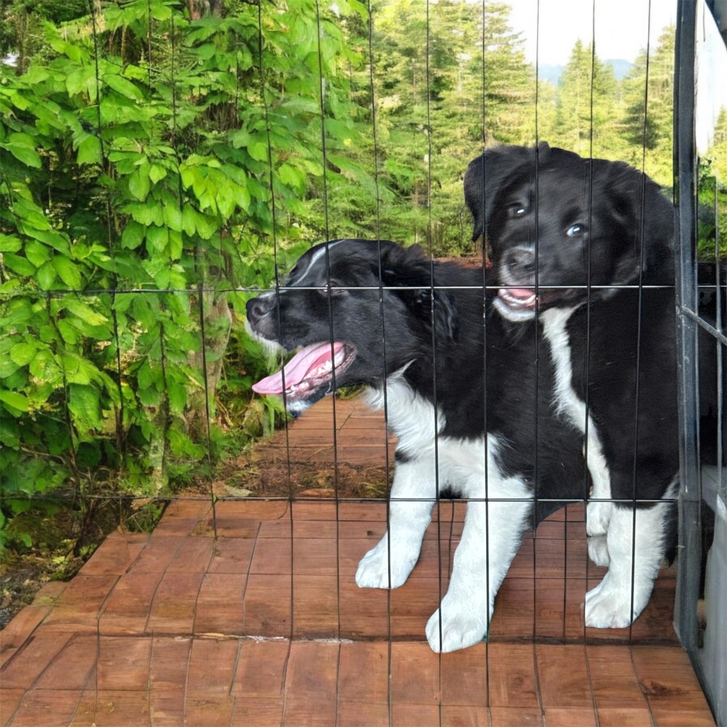 Duke