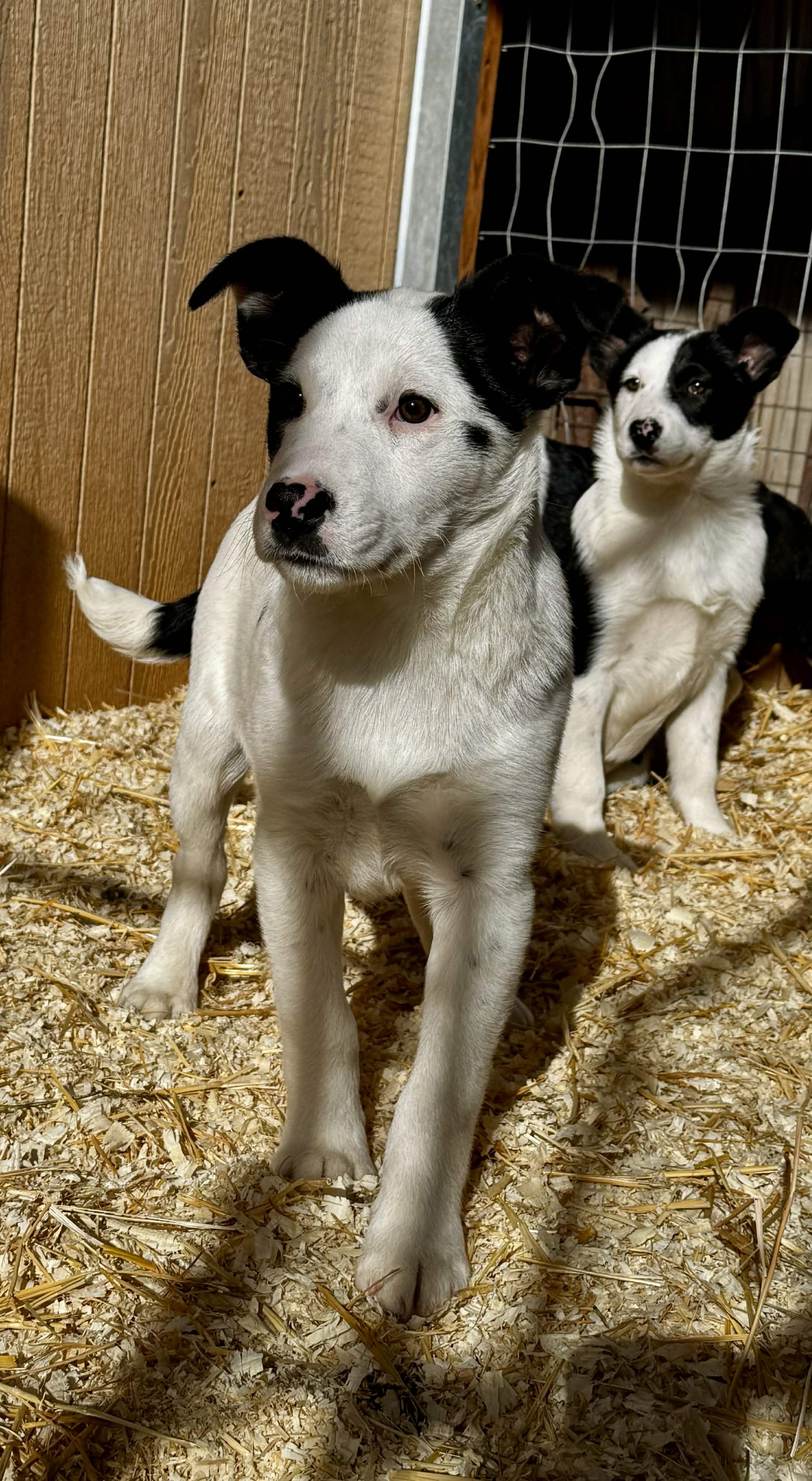 Enlarge Gus, an adopted mixed breed in Bend, OR image 4/5