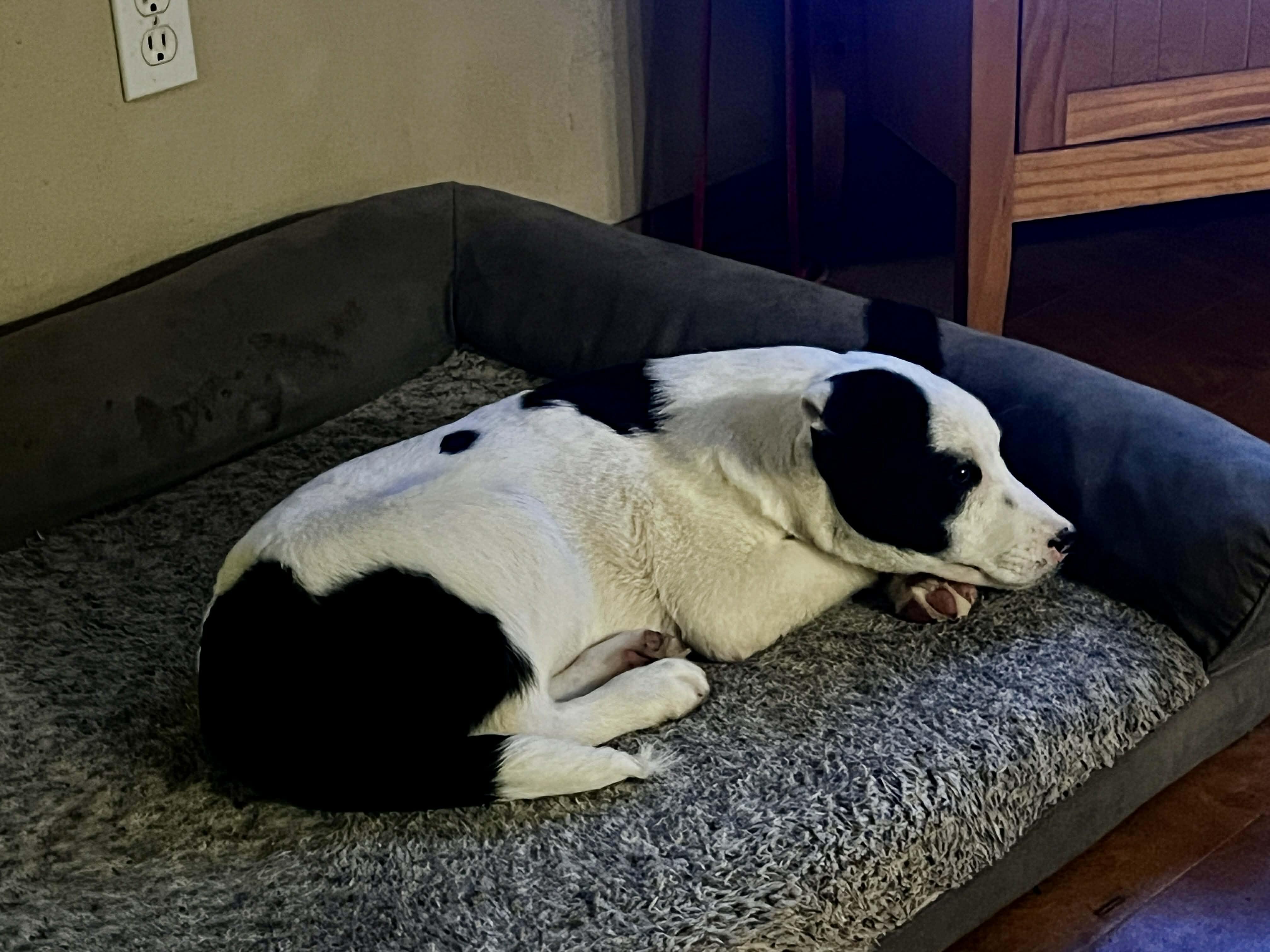 Enlarge Gus, an adopted mixed breed in Bend, OR image 5/5