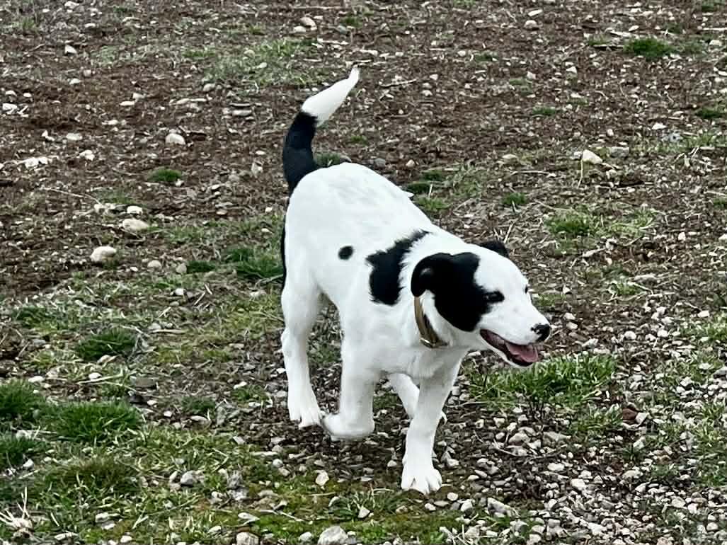 Enlarge Gus, an adopted mixed breed in Bend, OR image 1/5
