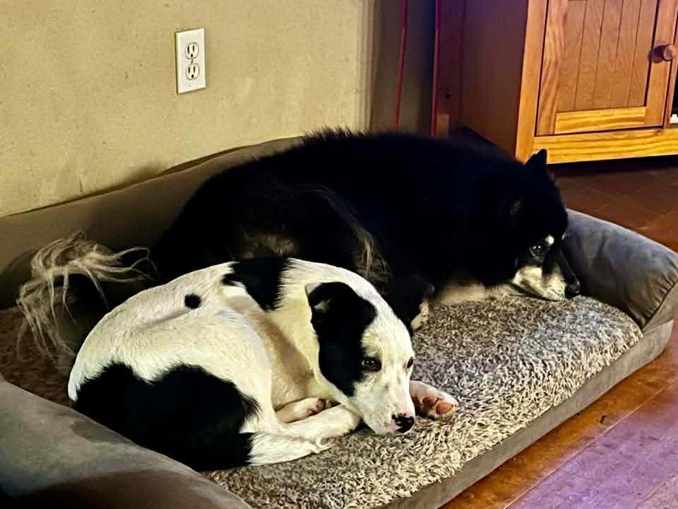 Enlarge Gus, an adopted mixed breed in Bend, OR image 2/5