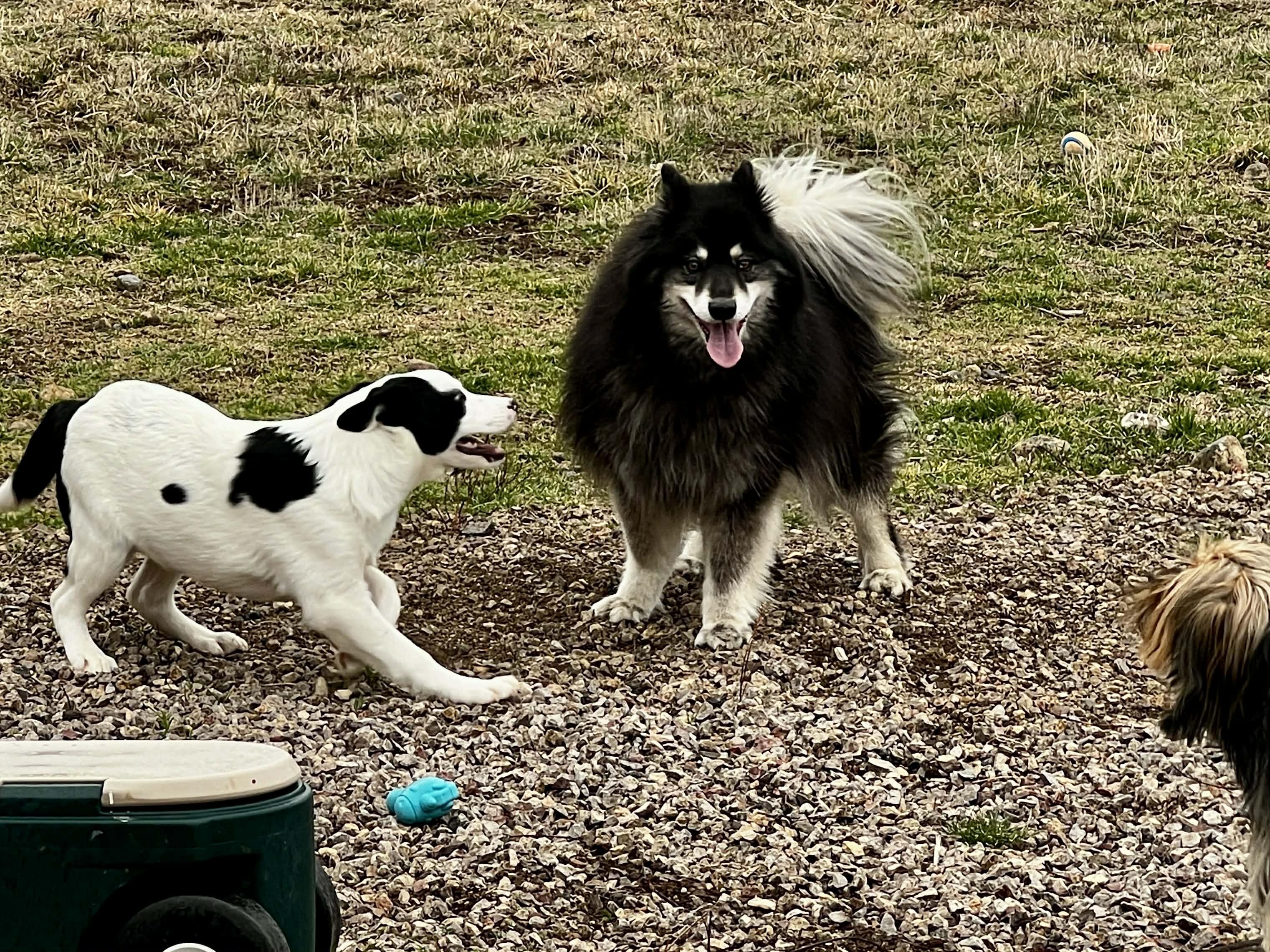 Enlarge Gus, an adopted mixed breed in Bend, OR image 3/5