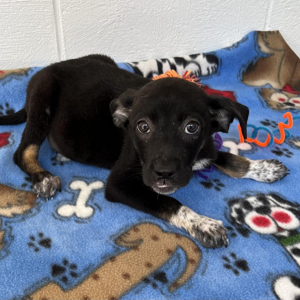 Enlarge Sully(Smokey), a Adoptable Mixed Breed in Evensville, TN image 1/5