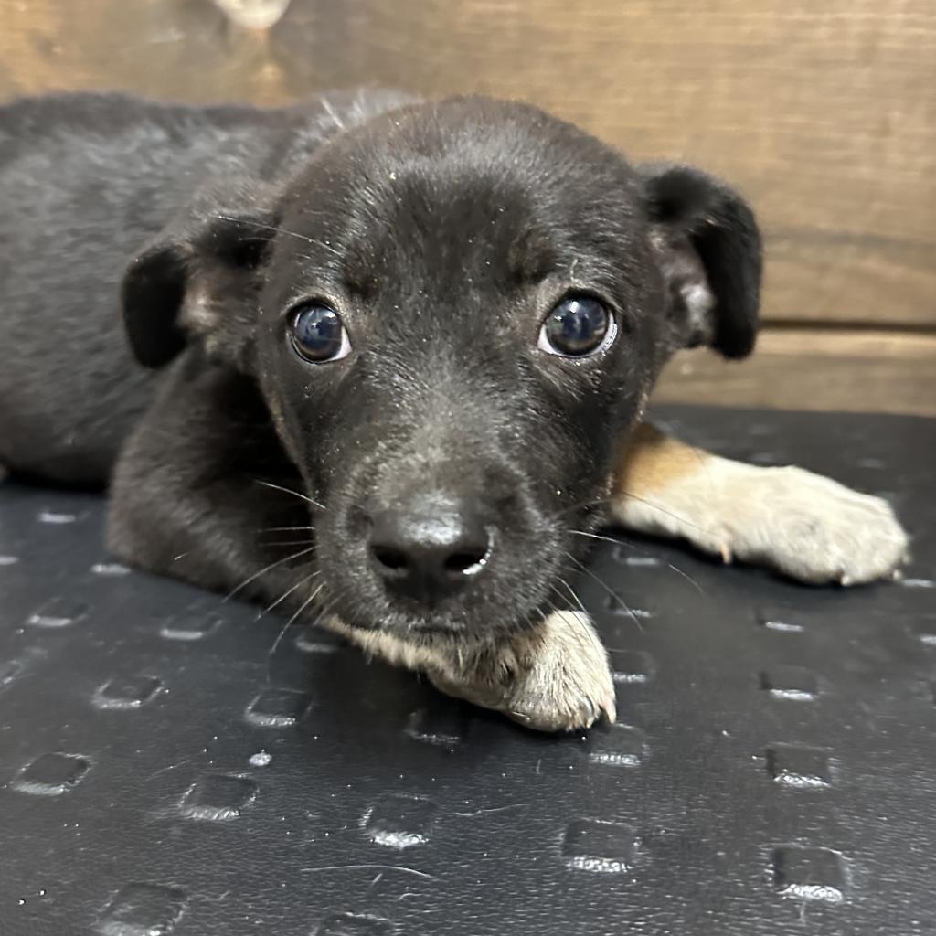 Enlarge Sully(Smokey), a Adoptable Mixed Breed in Evensville, TN image 2/5