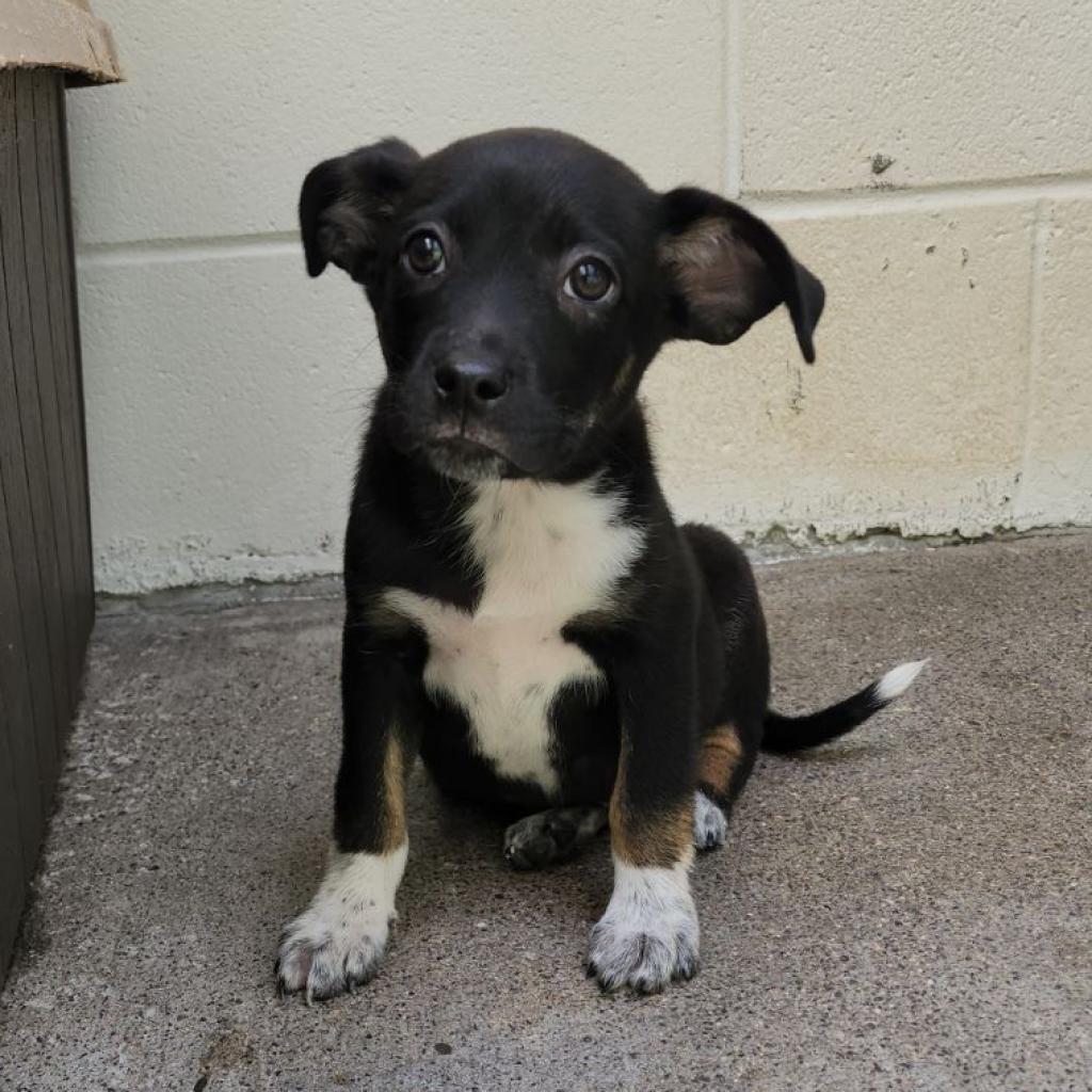 Enlarge Sully(Smokey), a Adoptable Mixed Breed in Evensville, TN image 4/5