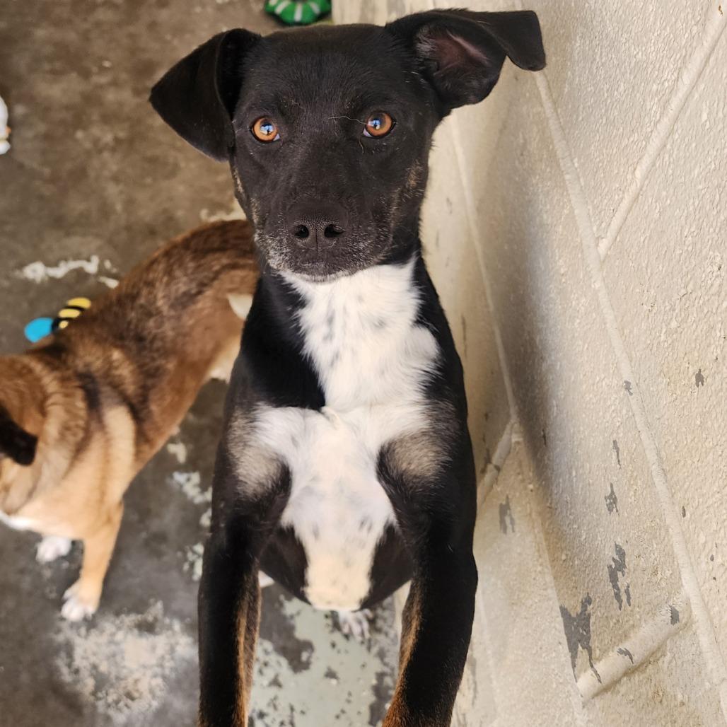 Enlarge Sully(Smokey), a Adoptable Mixed Breed in Evensville, TN image 5/5