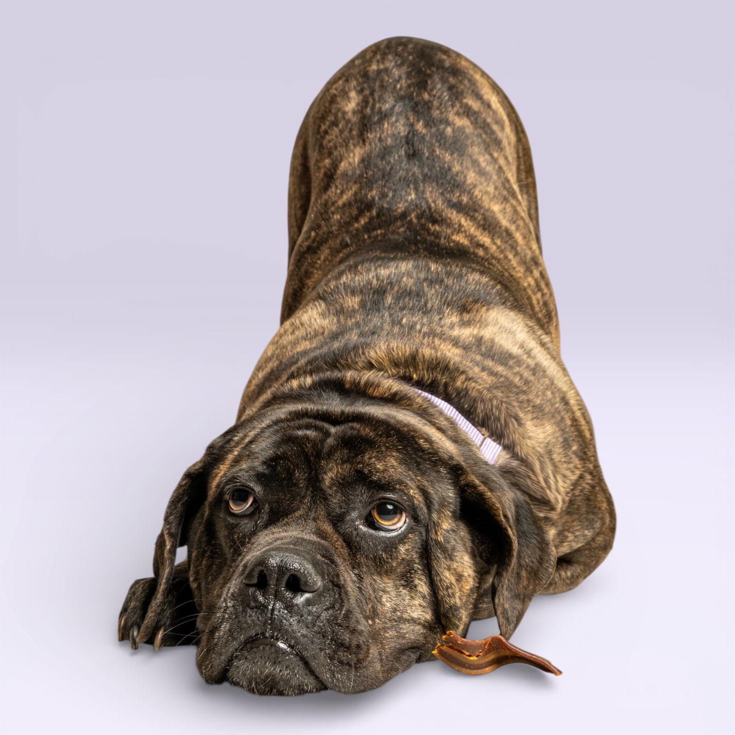 Kali Aka Diamond *RESCUE ONLY*, Adoptable, Adult Female Cane Corso.