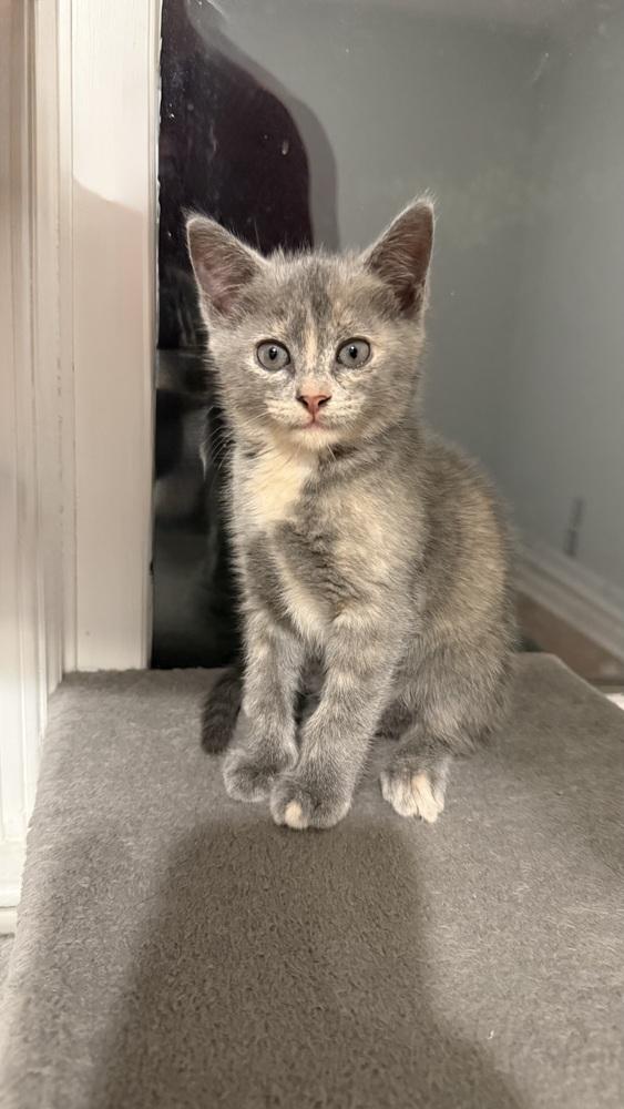 Helena, Adoptable, Kitten Female Domestic Short Hair.