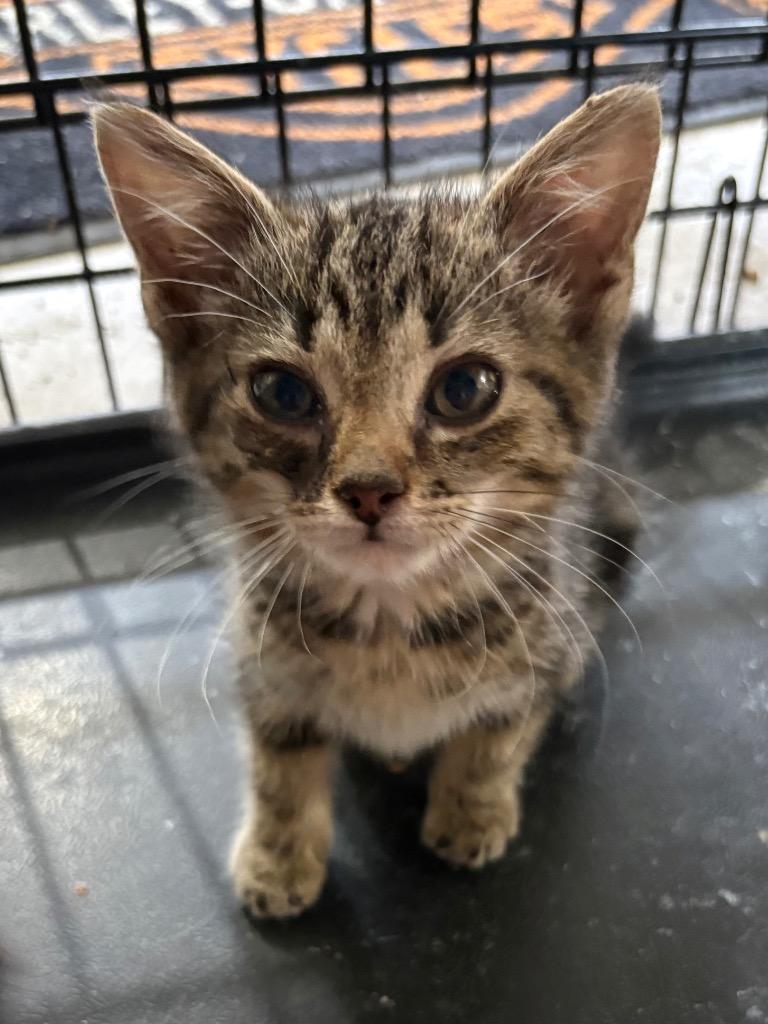 Enlarge Jay, a Adoptable mixed breed in Hartford City, IN image 1/5