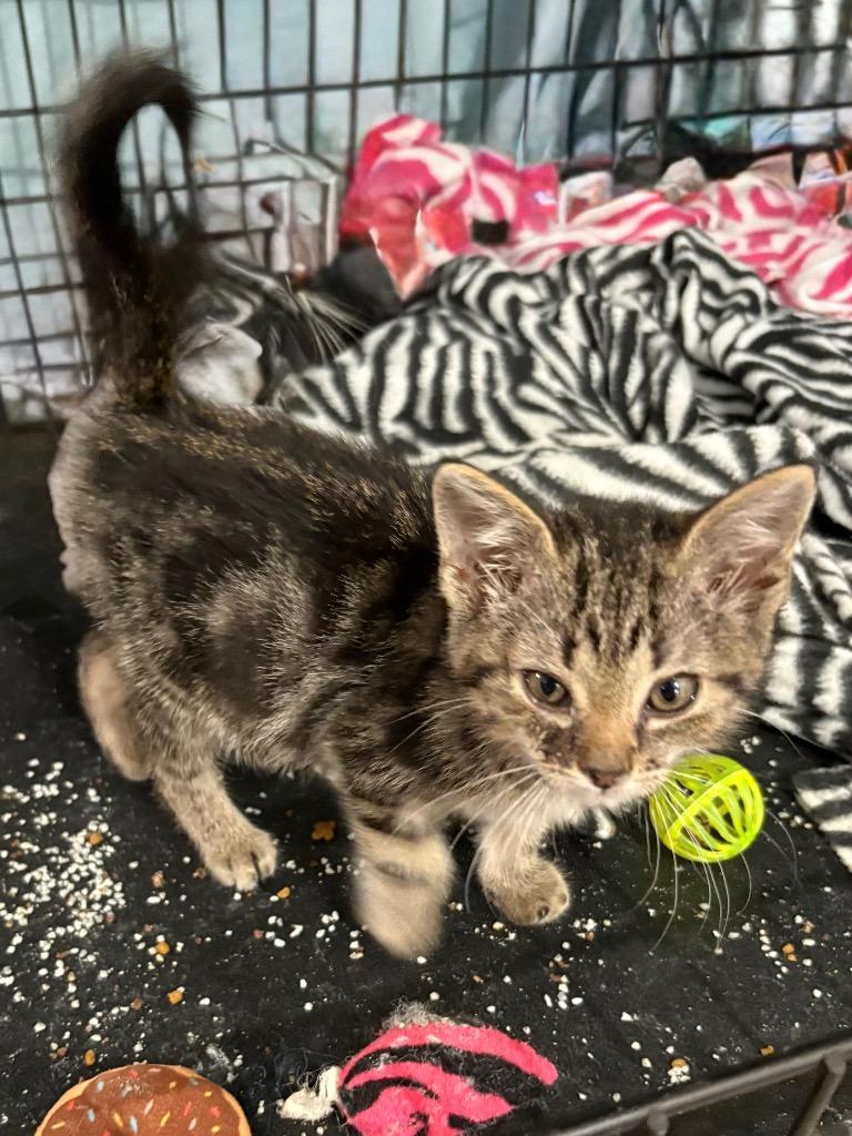 Enlarge Jay, a Adoptable mixed breed in Hartford City, IN image 2/5