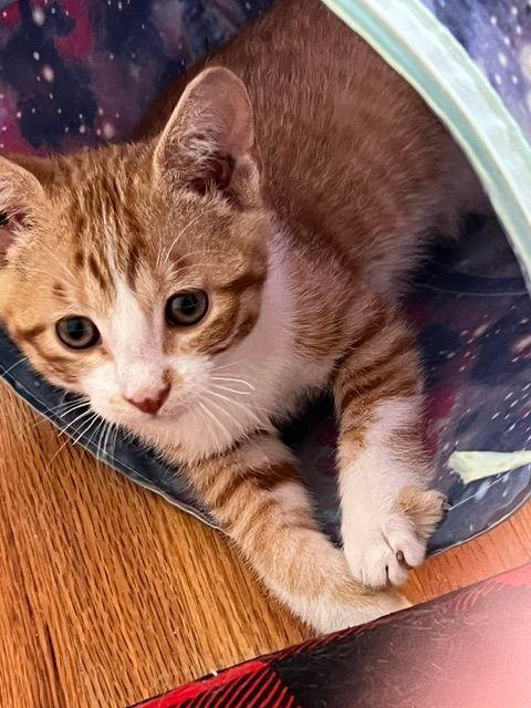 Ronan (Bonded with Roscoe), a Adoptable Domestic Short Hair in Roseville, MN image 4/5