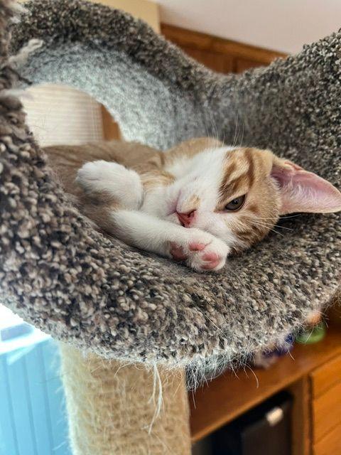 Ronan (Bonded with Roscoe), a Adoptable Domestic Short Hair in Roseville, MN image 2/5