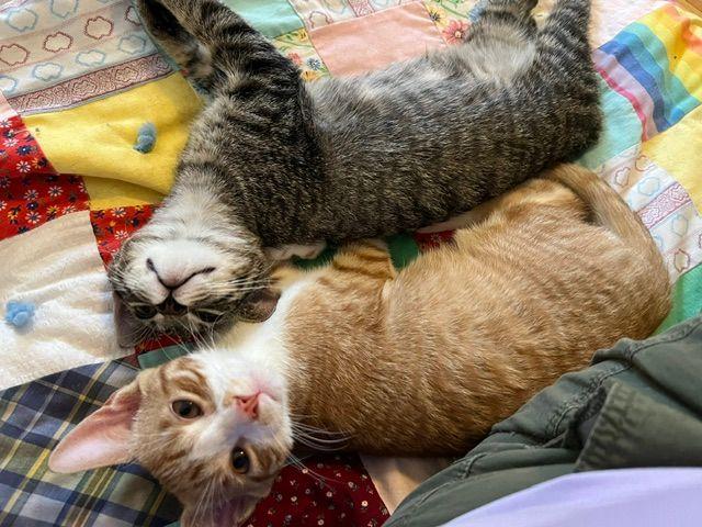 Ronan (Bonded with Roscoe), a Adoptable Domestic Short Hair in Roseville, MN image 5/5