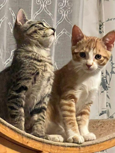 Ronan (Bonded with Roscoe), a Adoptable Domestic Short Hair in Roseville, MN image 3/5