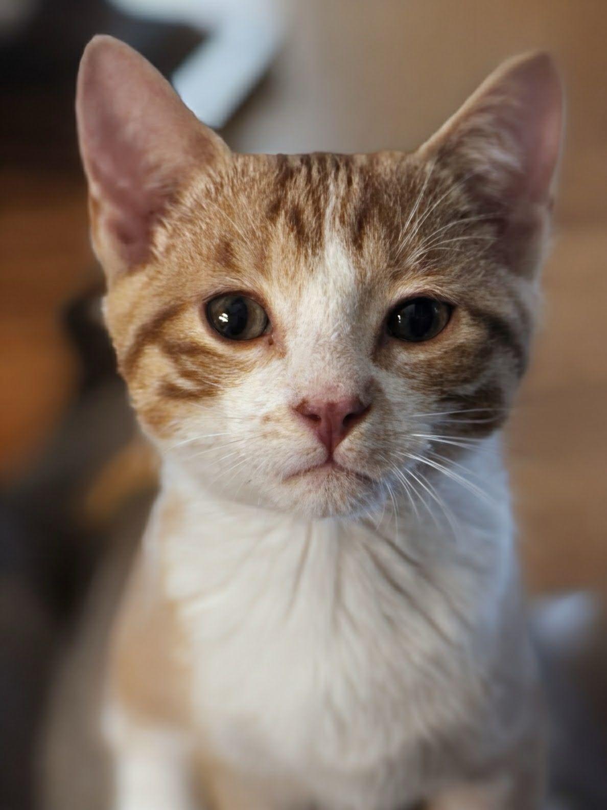 Ronan (Bonded with Roscoe), Adoptable, Young Male Domestic Short Hair.