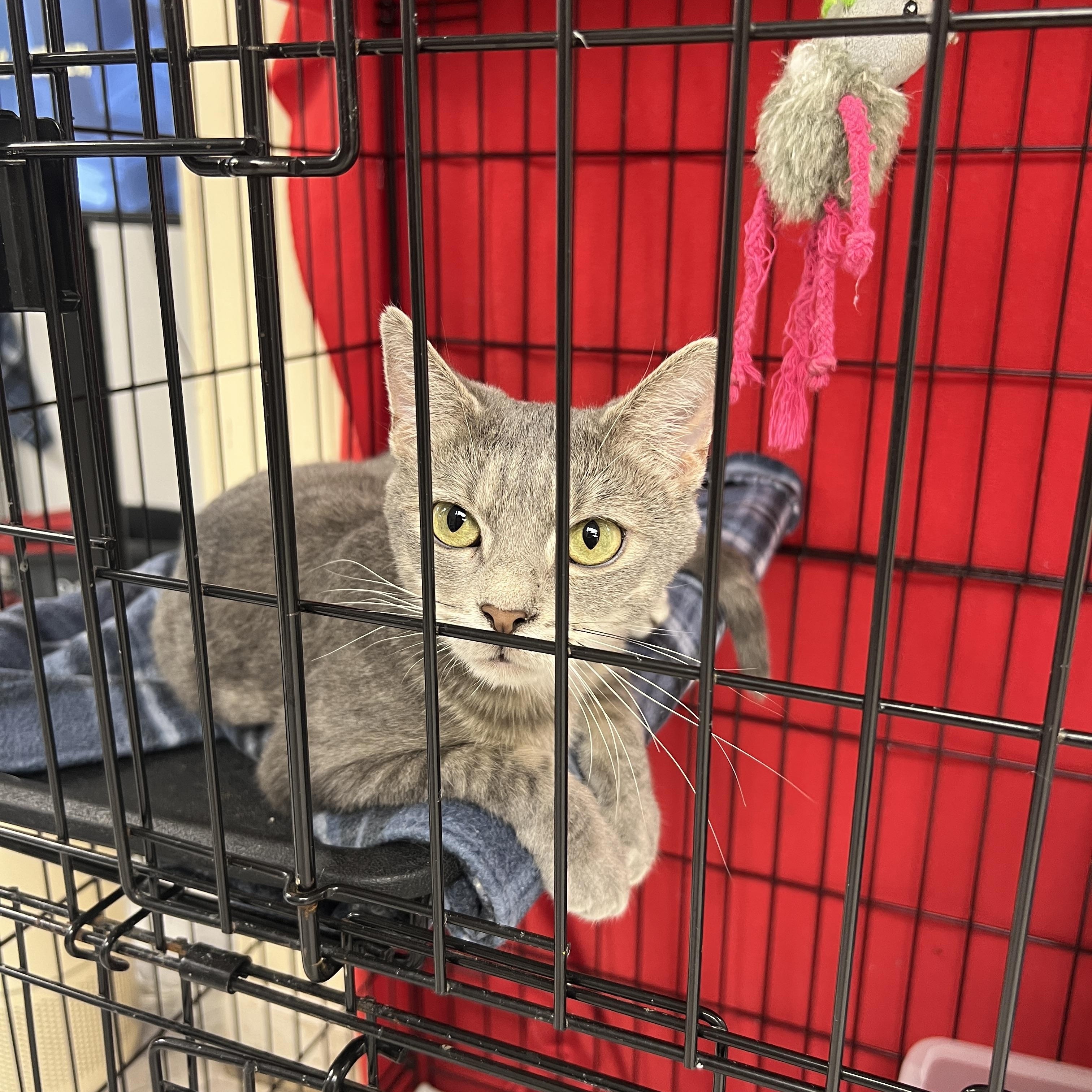 Jade, ADOPTABLE, Young Female Domestic Short Hair.