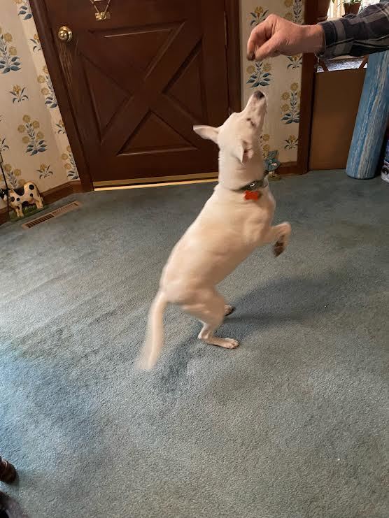 Enlarge Missy May, a Adoptable mixed breed in Springfield, MO image 7/10