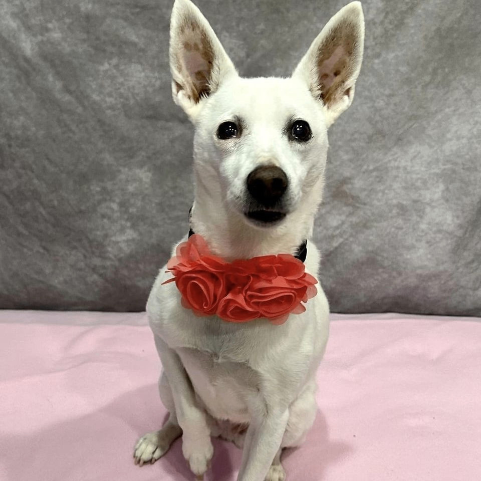 Enlarge Missy May, a Adoptable mixed breed in Springfield, MO image 1/10