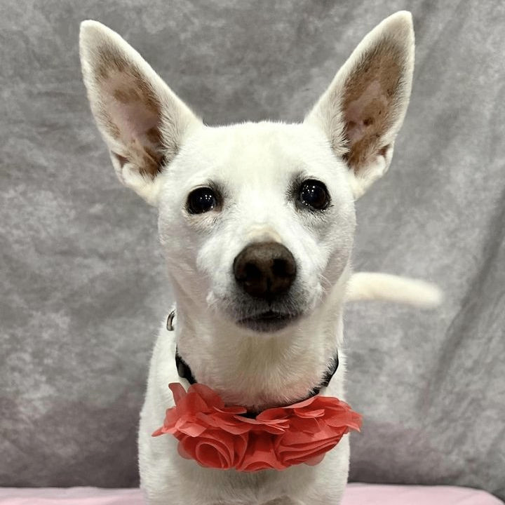 Enlarge Missy May, a Adoptable mixed breed in Springfield, MO image 8/10