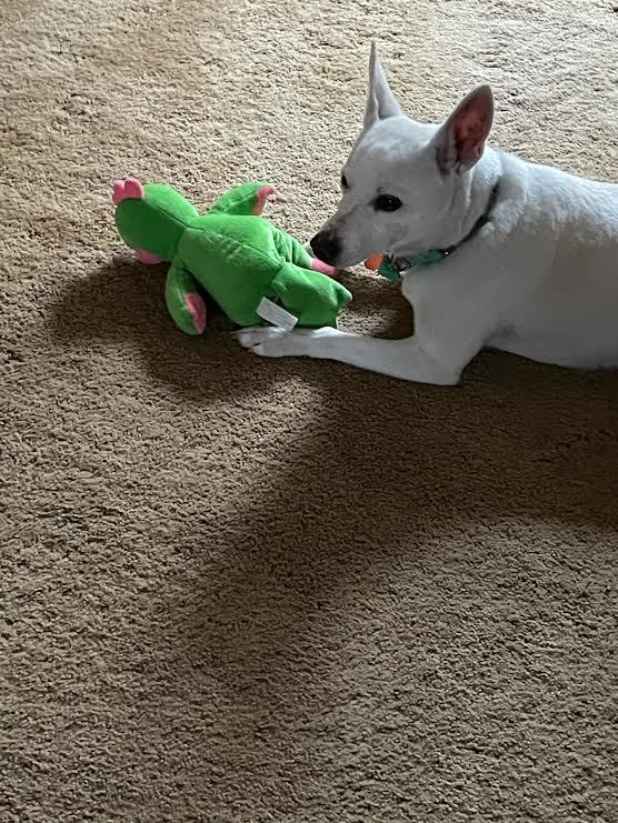 Enlarge Missy May, a Adoptable mixed breed in Springfield, MO image 10/10