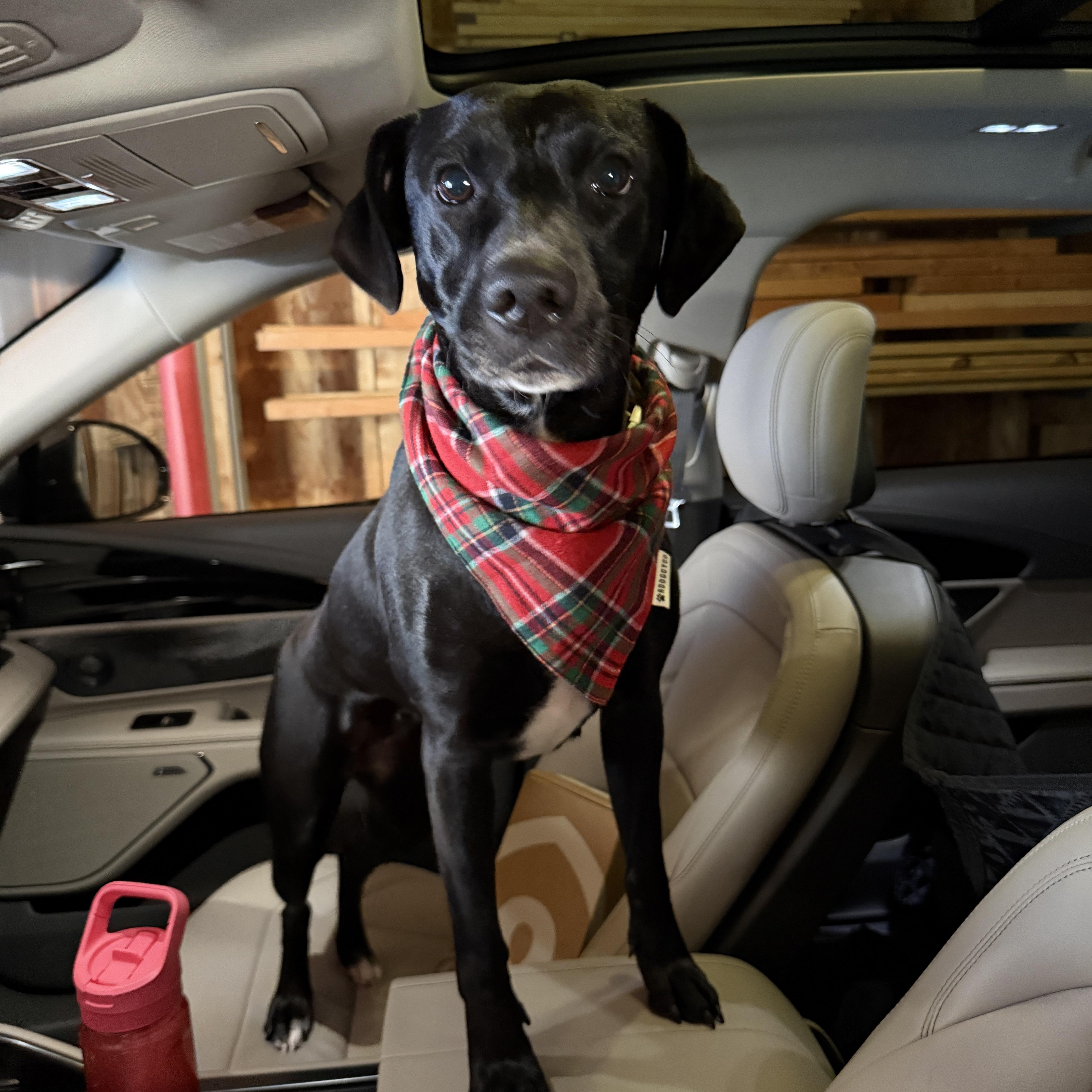 Oaklie, Adoptable, Young Female Labrador Retriever.