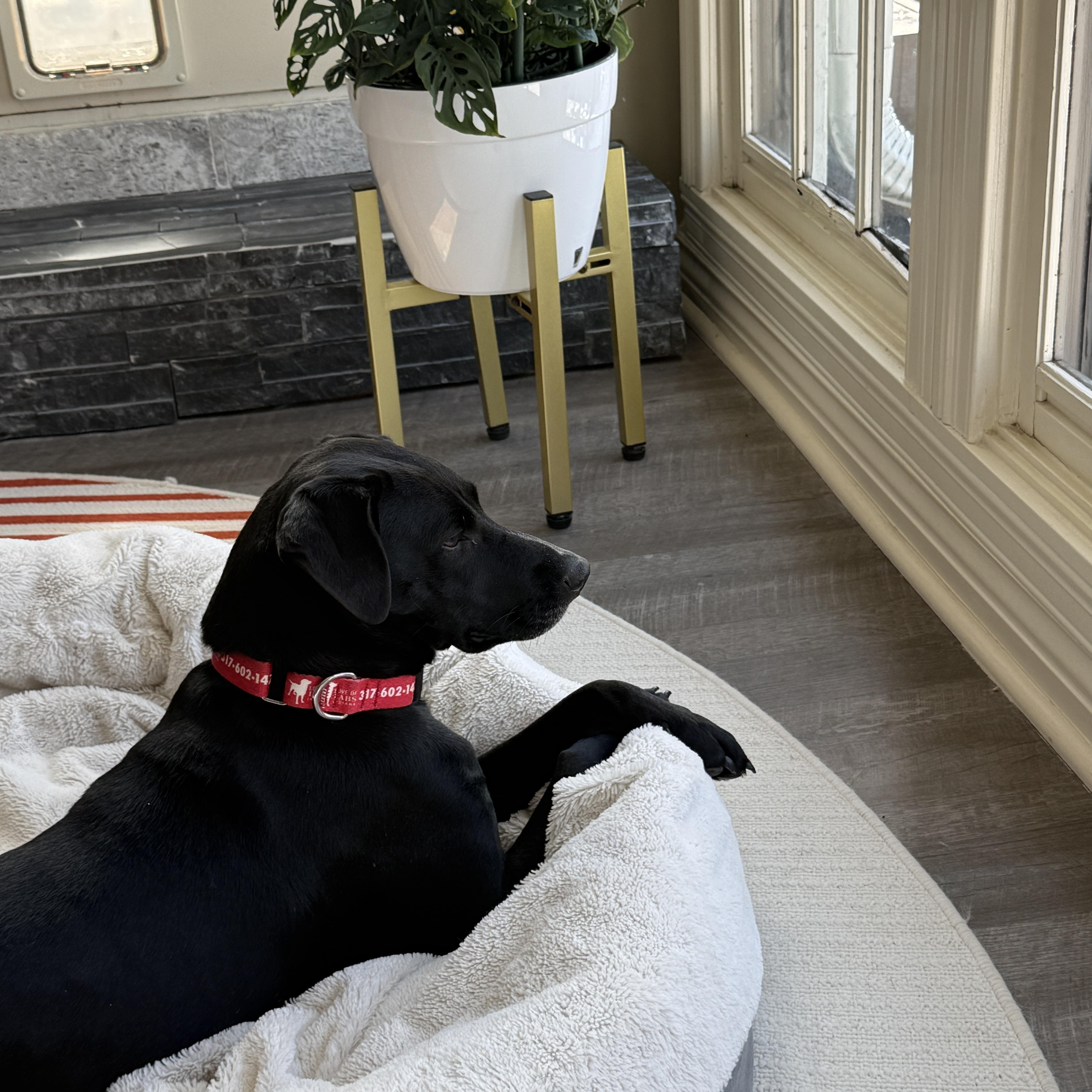 Enlarge Oaklie, a Adoptable mixed breed in Indianapolis, IN image 3/6