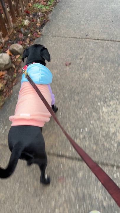 Enlarge Oaklie, a Adoptable mixed breed in Indianapolis, IN video 6/6