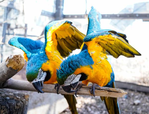 Blue, Adoptable, Senior Male Macaw.