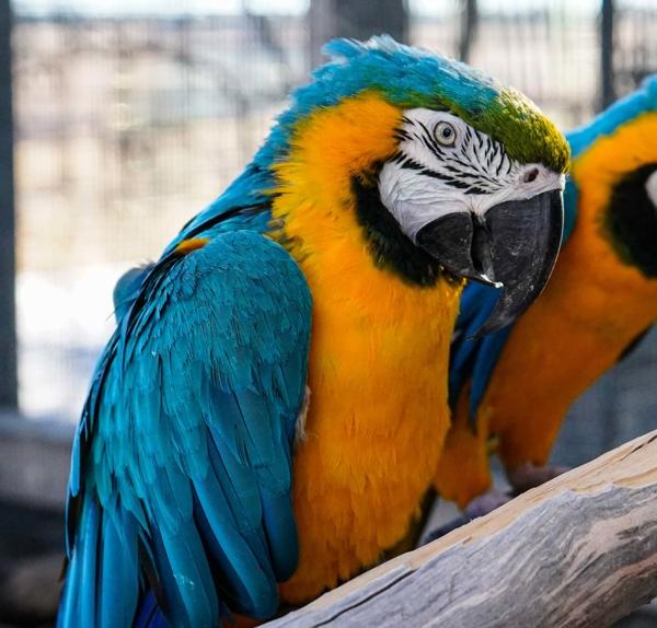 Enlarge Blue, a Adoptable Macaw in Elizabeth, CO image 2/4