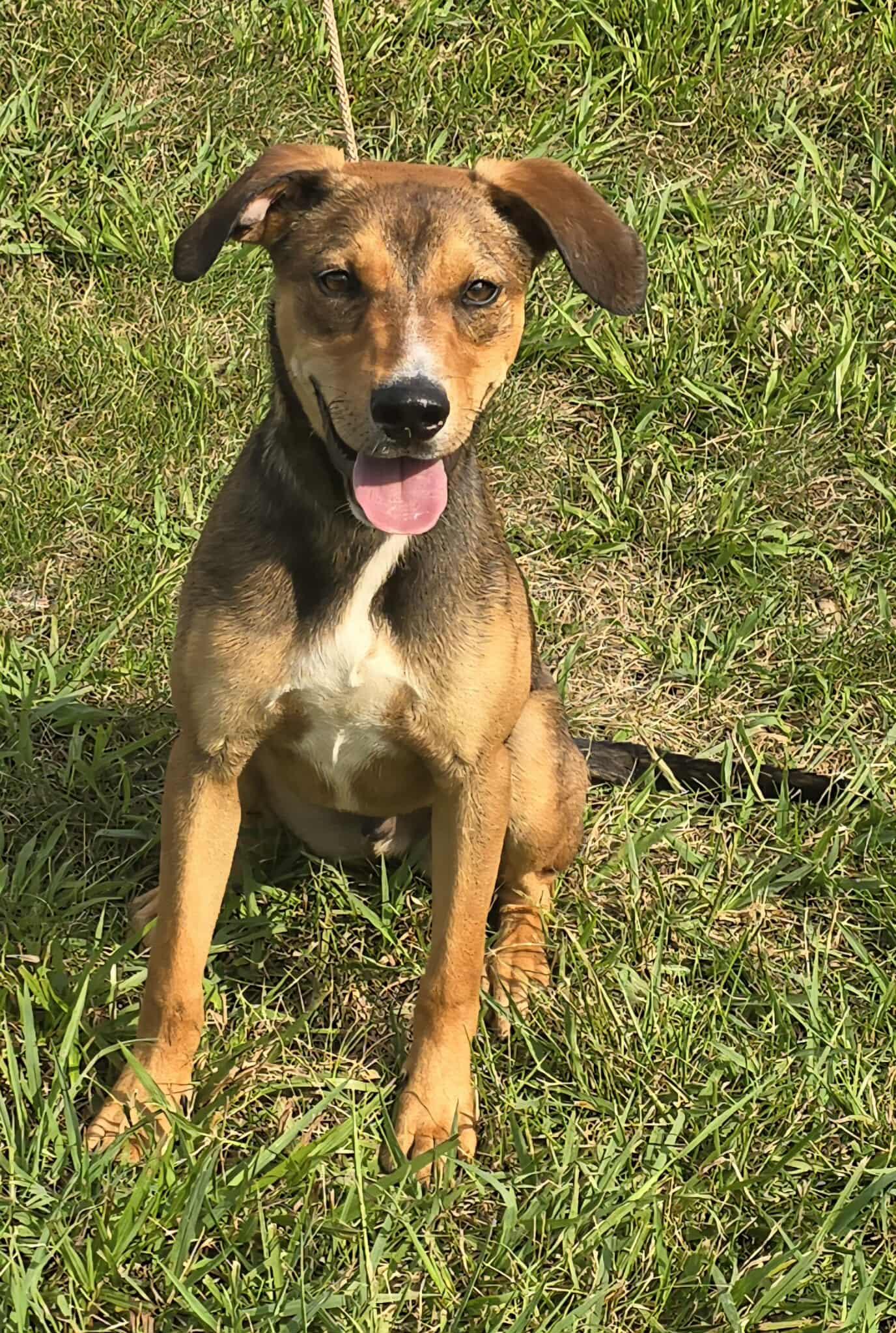 Meet Tivoli a 10 month old 26 pound wonderful Shepherd mix He is friendly and gets along with ot